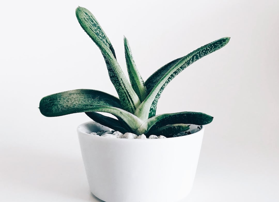 How to Choose the Right Pot for Your Houseplants